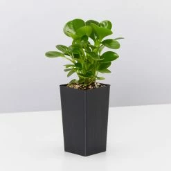 Indoor Garden Child Friendly Indoor Plants Pack Easy Care Plants