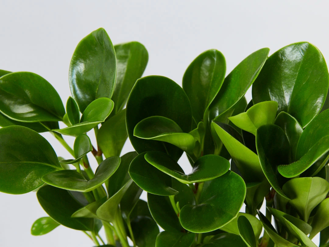 Indoor Garden All About Peperomia Pack - Larger Plants Pet-friendly Indoor Plants 6 Indoor Garden All About Peperomia Pack - Larger Plants Pet-friendly Indoor Plants