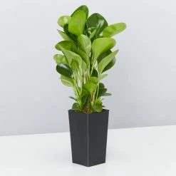 Indoor Garden The Teachers Classroom Houseplant Pack