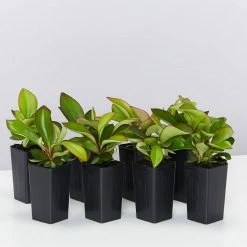 Indoor Garden Cacti & Succulents Peperomia Clusiifolia Red Edge