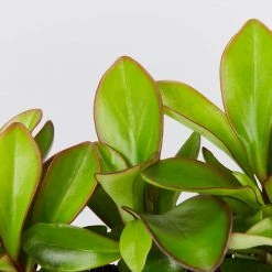 Indoor Garden Cacti & Succulents Peperomia Clusiifolia Red Edge