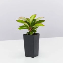 Indoor Garden Cacti & Succulents Peperomia Clusiifolia Red Edge