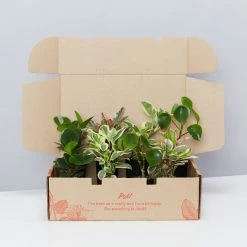 Indoor Garden Pet-friendly Indoor Plants All About Peperomia Pack