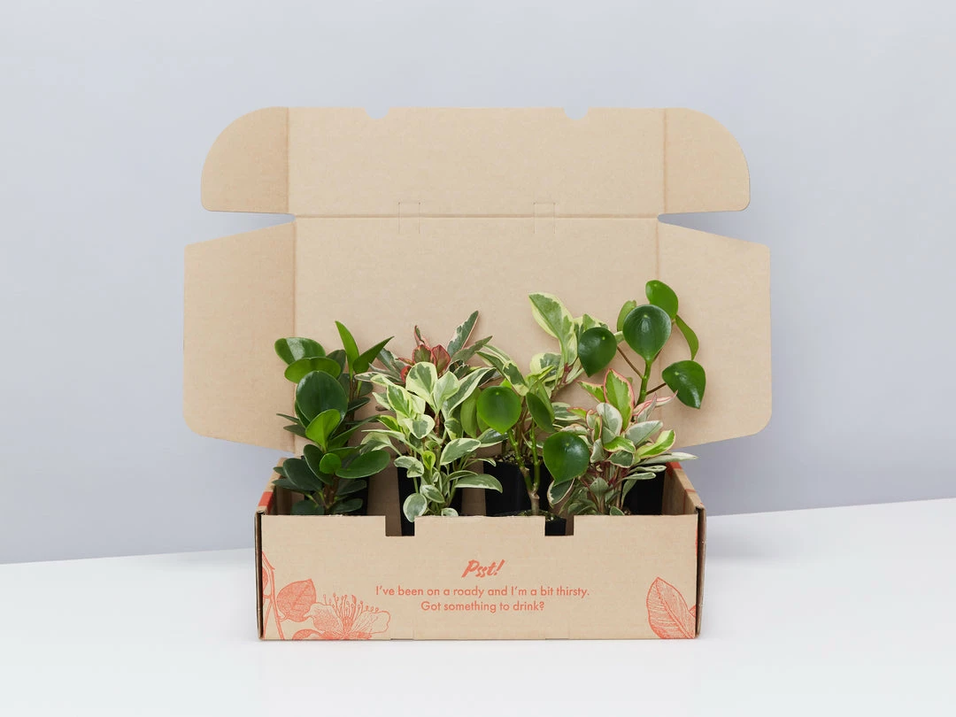 Indoor Garden Pet-friendly Indoor Plants All About Peperomia Pack 3 Indoor Garden Pet-friendly Indoor Plants All About Peperomia Pack