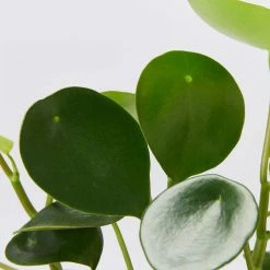 Indoor Garden Peperomia Polybotrya