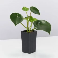 Indoor Garden Pet-friendly Indoor Plants All About Peperomia Pack 21 Indoor Garden Pet-friendly Indoor Plants All About Peperomia Pack