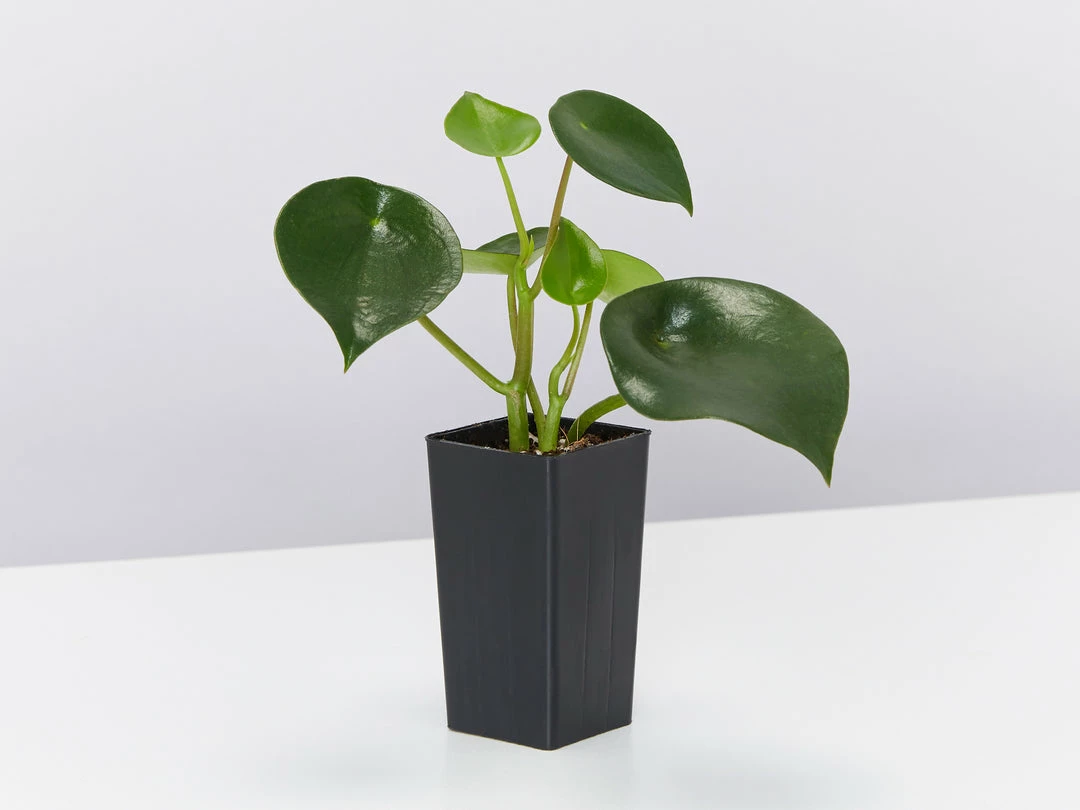 Indoor Garden Pet-friendly Indoor Plants All About Peperomia Pack 11 Indoor Garden Pet-friendly Indoor Plants All About Peperomia Pack