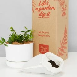 Pot + Plant Gift Box Peperomia Puteolata Diamond - Pot + Plant + Soil