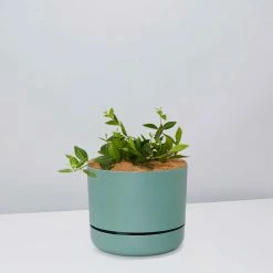 Pot + Plant Gift Box Peperomia Puteolata Diamond - Pot + Plant + Soil
