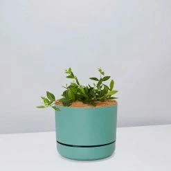 Pot + Plant Gift Box Peperomia Puteolata Diamond - Pot + Plant + Soil