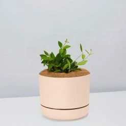 Pot + Plant Gift Box Peperomia Puteolata Diamond - Pot + Plant + Soil