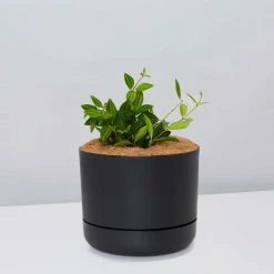 Pot + Plant Gift Box Peperomia Puteolata Diamond - Pot + Plant + Soil