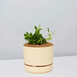 Pot + Plant Gift Box Peperomia Puteolata Diamond - Pot + Plant + Soil