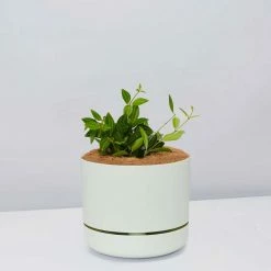Pot + Plant Gift Box Peperomia Puteolata Diamond - Pot + Plant + Soil