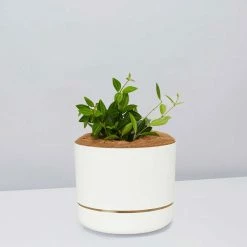 Pot + Plant Gift Box Peperomia Puteolata Diamond - Pot + Plant + Soil