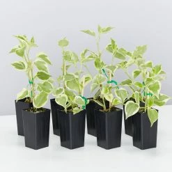 Succulents Cupid Peperomia Peperomia Scandens Variegata Pool Friendly Plants