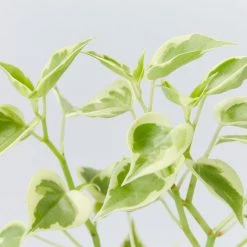 Succulents Cupid Peperomia Peperomia Scandens Variegata Pool Friendly Plants