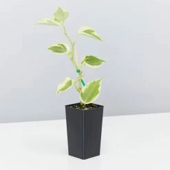 Succulents Cupid Peperomia Peperomia Scandens Variegata Pool Friendly Plants