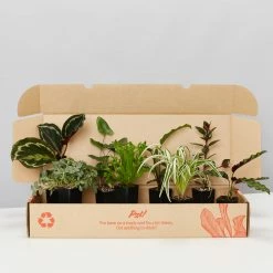 Indoor Garden Pet-Friendly Indoor Plant Pack 🐶