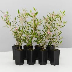 Plants In A Box Phebalium Woombye Pink