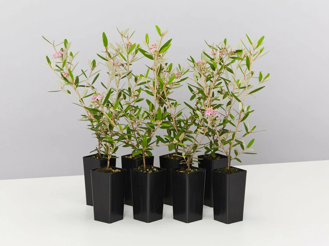 Plants In A Box Phebalium Woombye Pink 3 Plants In A Box Phebalium Woombye Pink