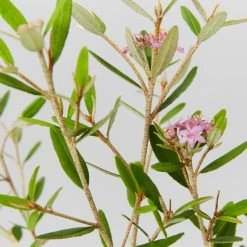 Shrubs Native Mixed Pack