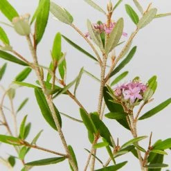 Plants In A Box Phebalium Woombye Pink