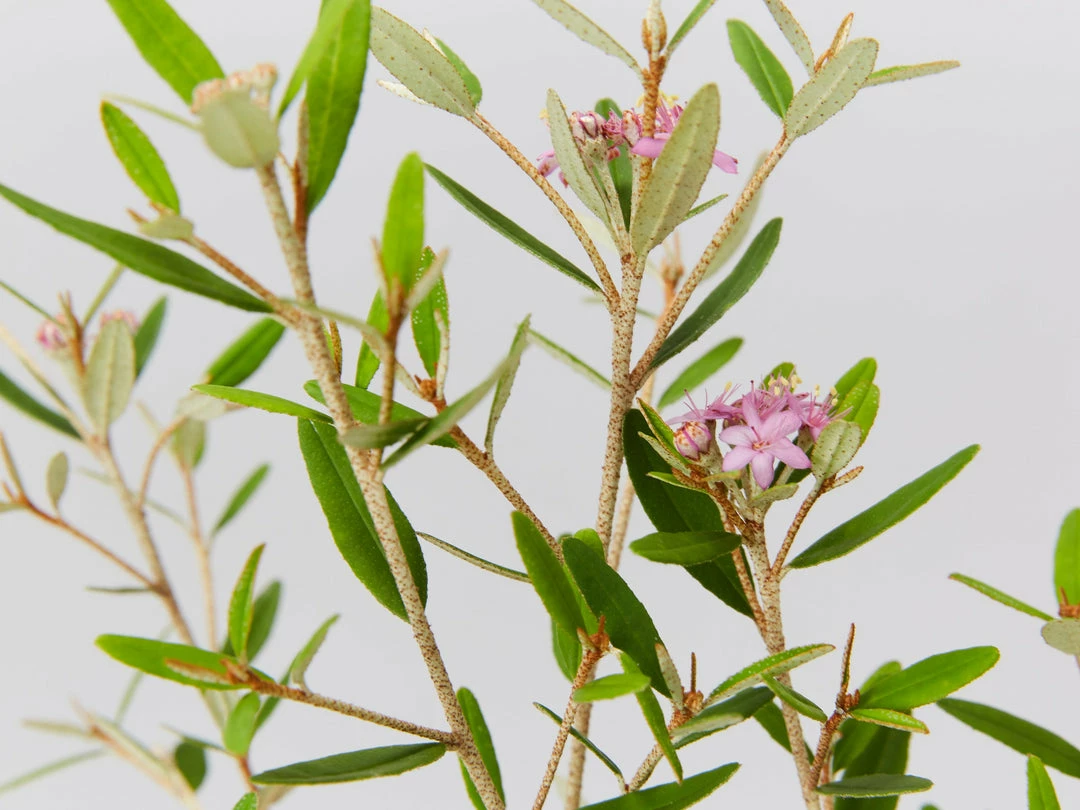 Plants In A Box Phebalium Woombye Pink 4 Plants In A Box Phebalium Woombye Pink