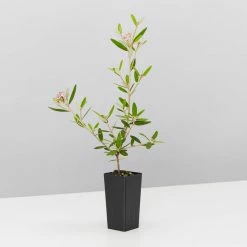 Plants In A Box Phebalium Woombye Pink 8 Plants In A Box Phebalium Woombye Pink