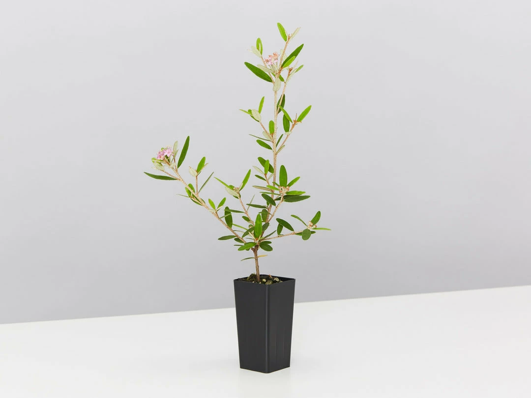 Plants In A Box Phebalium Woombye Pink 5 Plants In A Box Phebalium Woombye Pink