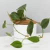 Pot + Plant Gift Box Philodendron Hederaceum 'Heart Leaf' - Pot + Plant + Soil