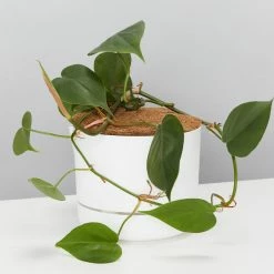 Pot + Plant Gift Box Philodendron Hederaceum 'Heart Leaf' - Pot + Plant + Soil