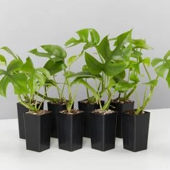 Plants In A Box Philodendron Minima Climbing Plants
