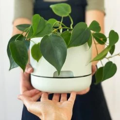 Indoor Garden Easy Care Plants Philodendron Hederaceum