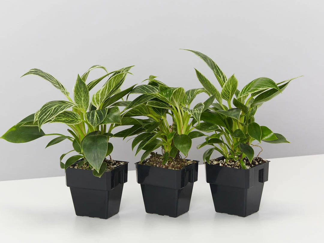 Indoor Garden Philodendron Birkin - 85mm Easy Care Plants 3 Indoor Garden Philodendron Birkin - 85mm Easy Care Plants