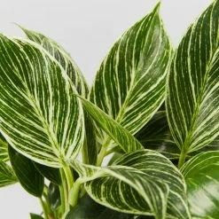 Indoor Garden Philodendron Birkin - 85mm Easy Care Plants