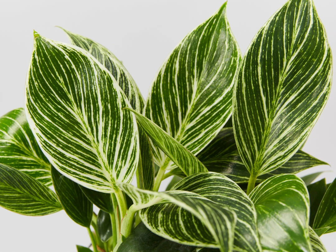 Indoor Garden Philodendron Birkin - 85mm Easy Care Plants 4 Indoor Garden Philodendron Birkin - 85mm Easy Care Plants