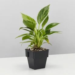Indoor Garden Philodendron Birkin - 85mm Easy Care Plants 11 Indoor Garden Philodendron Birkin - 85mm Easy Care Plants