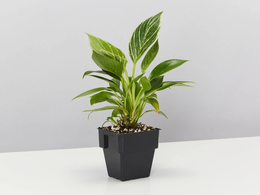 Indoor Garden Philodendron Birkin - 85mm Easy Care Plants 6 Indoor Garden Philodendron Birkin - 85mm Easy Care Plants