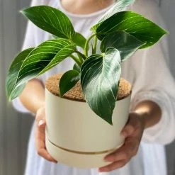 Indoor Garden Philodendron Birkin - 85mm Easy Care Plants 10 Indoor Garden Philodendron Birkin - 85mm Easy Care Plants