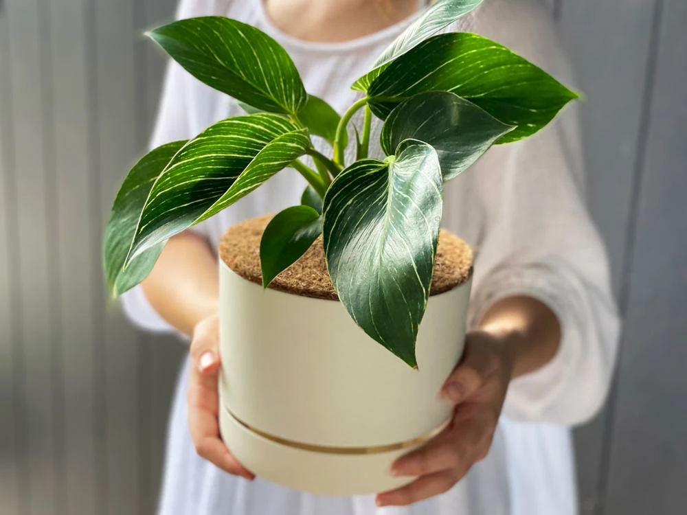 Indoor Garden Philodendron Birkin - 85mm Easy Care Plants 5 Indoor Garden Philodendron Birkin - 85mm Easy Care Plants