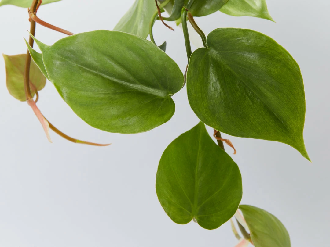 Indoor Garden Easy Care Plants The Water Propagation Box 4 Indoor Garden Easy Care Plants The Water Propagation Box