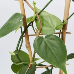 Pot + Plant Gift Box Philodendron Hederaceum 'Heart Leaf' - Pot + Plant + Soil