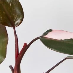 Indoor Garden The Houseplant 💫 Wishlist Box Air Purifying