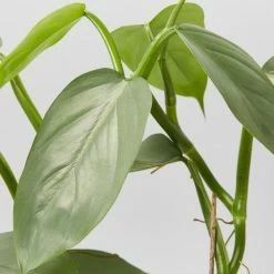 Indoor Garden Philodendron Hastatum Silver Sword - 85mm Easy Care Plants