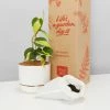 Pot + Plant Gift Box Philodendron Brasil - Pot + Plant + Soil