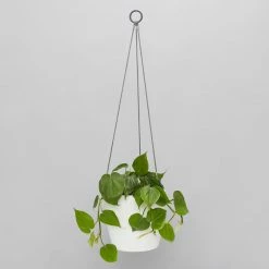Indoor Garden Self-Watering Eco ♻️ Hanging Planter - Pot + Plant + Soil Office & Home Office