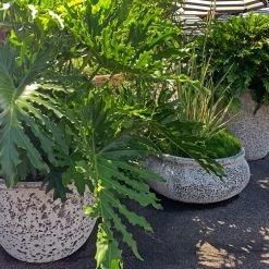 Indoor Garden Philodendron Hope