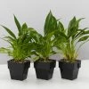 Indoor Garden Pool Friendly Plants Philodendron Little Phil™ 2 Indoor Garden Pool Friendly Plants Philodendron Little Phil™