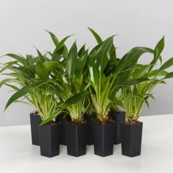 Indoor Garden Pool Friendly Plants Philodendron Little Phil™
